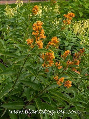 Orange Peel Cestrum